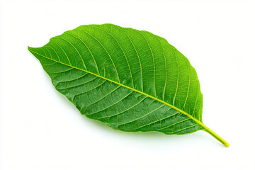 Green Leaf Isolated on White Background