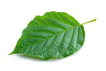 Green Bodhi Leaf on White Background