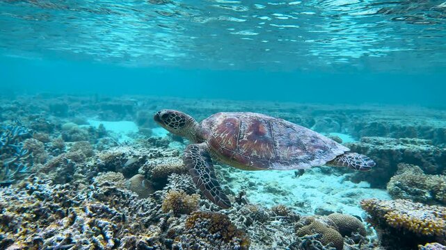 A beautifully patterned Green Sea Turtle swimming below the surface in crystal clear blue waters of a tropical reef lagoon on the Great Barrier Reef, QLD Australia.