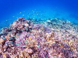 デバスズメダイ, Blue green damselfish, Chromis viridis, Blue green chromis, スズメダイ科,

美しいサンゴ礁と熱帯魚の群れ。
沖縄県島尻郡慶良間諸島座間味島安室島-2025
この日はサンゴの産卵があり、よく見ると卵が漂っている。
