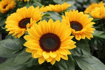 Bright yellow sunflowers with dark centers bloom among lush green foliage.