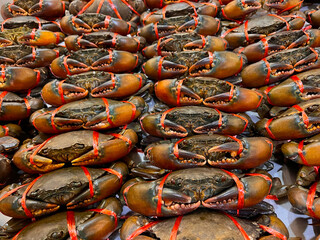 Live mud crabs tied with red strings for sale at the seafood market. © Bowonpat