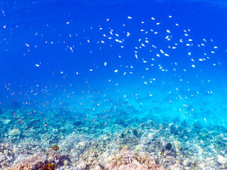 デバスズメダイ, Blue green damselfish, Chromis viridis, Blue green chromis, スズメダイ科,

美しいサンゴ礁と熱帯魚の群れ。
沖縄県島尻郡慶良間諸島座間味島安室島-2025
この日はサンゴの産卵があり、よく見ると卵が漂っている。
