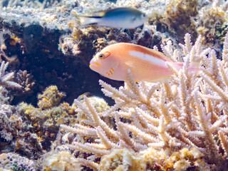 メガネゴンベ, Ringeyed hawkfish, Paracirrhites arcatus, ゴンベ科,
美しいサンゴ礁と熱帯魚の群れ。
沖縄県島尻郡慶良間諸島座間味島安室島-2025
この日はサンゴの産卵があり、よく見ると卵が漂っている。
