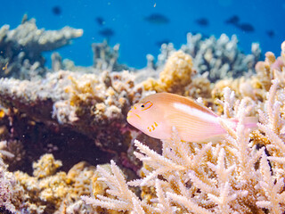 メガネゴンベ, Ringeyed hawkfish, Paracirrhites arcatus, ゴンベ科,
美しいサンゴ礁と熱帯魚の群れ。
沖縄県島尻郡慶良間諸島座間味島安室島-2025
この日はサンゴの産卵があり、よく見ると卵が漂っている。
