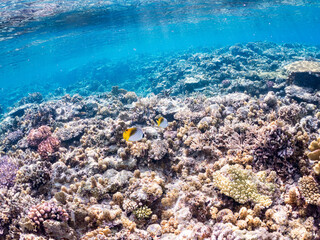 トゲチョウチョウウオの群れ, Threadfin Butterflyfish, Chaetodon Auriga, チョウチョウウオ科,
美しいサンゴ礁と熱帯魚の群れ。
沖縄県島尻郡慶良間諸島座間味島安室島-2025
この日はサンゴの産卵があり、よく見ると卵が漂っている。
