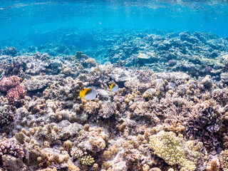 トゲチョウチョウウオの群れ, Threadfin Butterflyfish, Chaetodon Auriga, チョウチョウウオ科,
美しいサンゴ礁と熱帯魚の群れ。
沖縄県島尻郡慶良間諸島座間味島安室島-2025
この日はサンゴの産卵があり、よく見ると卵が漂っている。
