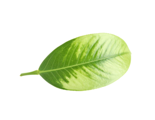 Variegated Leaf CloseUp Green and Yellow Foliage Detail.