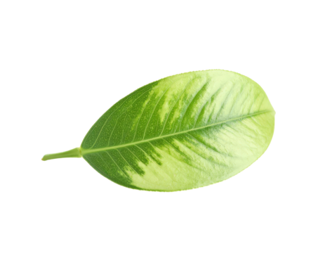 Variegated Leaf CloseUp Green and Yellow Foliage Detail.