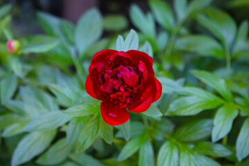 Beautiful flower of paeonia plant