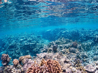 デバスズメダイ, Blue green damselfish, Chromis viridis, Blue green chromis, スズメダイ科,
半水面撮影。
美しいサンゴ礁と熱帯魚の群れ。
沖縄県島尻郡慶良間諸島座間味島安室島-2025
この日はサンゴの産卵があり、よく見ると卵が漂っている。
