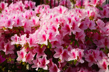 Pink azaleas bloom beautifully along a fence in Tokyo. Japan