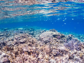 デバスズメダイ, Blue green damselfish, Chromis viridis, Blue green chromis, スズメダイ科,
半水面撮影。
美しいサンゴ礁と熱帯魚の群れ。
沖縄県島尻郡慶良間諸島座間味島安室島-2025
この日はサンゴの産卵があり、よく見ると卵が漂っている。
