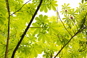 Green leaves of a Japanese Horse Chestnut tree