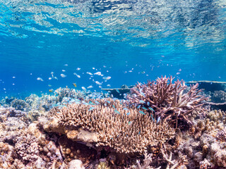 デバスズメダイ, Blue green damselfish, Chromis viridis, Blue green chromis, スズメダイ科,
半水面撮影。
美しいサンゴ礁と熱帯魚の群れ。
沖縄県島尻郡慶良間諸島座間味島安室島-2025
この日はサンゴの産卵があり、よく見ると卵が漂っている。
