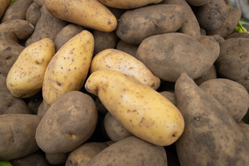 Variedad de papas nativas peruanas orgánicas a la venta en un mercado de los andes