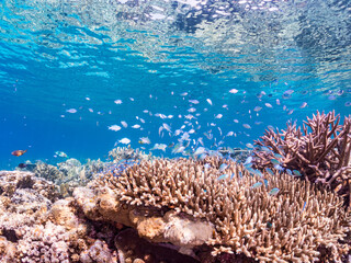 デバスズメダイ, Blue green damselfish, Chromis viridis, Blue green chromis, スズメダイ科,
半水面撮影。
美しいサンゴ礁と熱帯魚の群れ。
沖縄県島尻郡慶良間諸島座間味島安室島-2025
この日はサンゴの産卵があり、よく見ると卵が漂っている。
