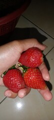 3 strawberries in hand