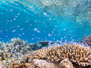 デバスズメダイ, Blue green damselfish, Chromis viridis, Blue green chromis, スズメダイ科,
半水面撮影。
美しいサンゴ礁と熱帯魚の群れ。
沖縄県島尻郡慶良間諸島座間味島安室島-2025
この日はサンゴの産卵があり、よく見ると卵が漂っている。
