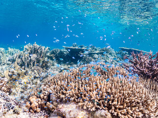 デバスズメダイ, Blue green damselfish, Chromis viridis, Blue green chromis, スズメダイ科,
半水面撮影。
美しいサンゴ礁と熱帯魚の群れ。
沖縄県島尻郡慶良間諸島座間味島安室島-2025
この日はサンゴの産卵があり、よく見ると卵が漂っている。
