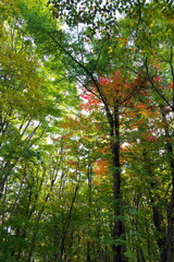 色付いた雑木林