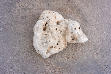 shell on the sand
