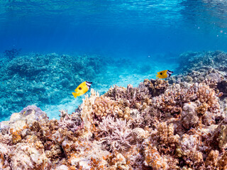 ヒフキアイゴ, Blotched foxface, Siganus unimaculatus, アイゴ科,
美しいサンゴ礁と熱帯魚の群れ。
沖縄県島尻郡慶良間諸島座間味島安室島-2025
この日はサンゴの産卵があり、よく見ると卵が漂っている。
