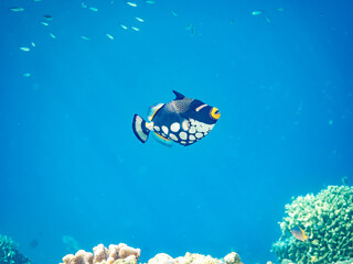 モンガラカワハギ, Clown triggerfish, Balistoides conspicillum, モンガラカワハギ科,
美しいサンゴ礁と熱帯魚の群れ。
沖縄県島尻郡慶良間諸島座間味島安室島-2025
この日はサンゴの産卵があり、よく見ると卵が漂っている。
