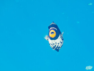 モンガラカワハギ, Clown triggerfish, Balistoides conspicillum, モンガラカワハギ科,
美しいサンゴ礁と熱帯魚の群れ。
沖縄県島尻郡慶良間諸島座間味島安室島-2025
この日はサンゴの産卵があり、よく見ると卵が漂っている。
