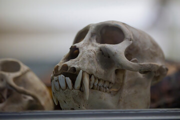 A primate skull with prominent canine teeth is displayed on a dark surface, with another skull...