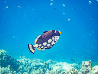 モンガラカワハギ, Clown triggerfish, Balistoides conspicillum, モンガラカワハギ科,
美しいサンゴ礁と熱帯魚の群れ。
沖縄県島尻郡慶良間諸島座間味島安室島-2025
この日はサンゴの産卵があり、よく見ると卵が漂っている。
