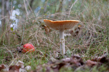 A large mushroom stands tall among grass and fallen leaves, with a smaller red mushroom peeking out nearby on the forest floor.