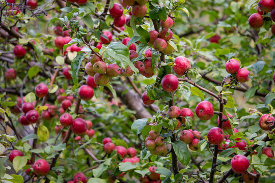 Red and green apples hang abundantly on the branches of an apple tree in a lush green orchard.
