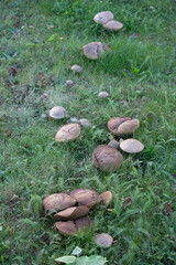 Numerous brown-capped mushrooms are scattered across a vibrant green grassy field.