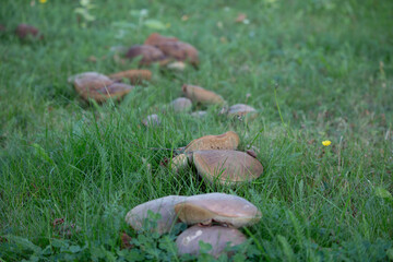 Several brown mushrooms grow in the green grass of a field, accompanied by a small yellow dandelion.