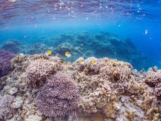 トゲチョウチョウウオの群れ, Threadfin Butterflyfish, Chaetodon Auriga, チョウチョウウオ科,
美しいサンゴ礁と熱帯魚の群れ。
沖縄県島尻郡慶良間諸島座間味島安室島-2025
この日はサンゴの産卵があり、よく見ると卵が漂っている。
