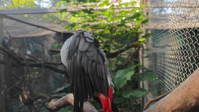 a grey Timneh Parrot clean its feather standing on the branch in the zoo