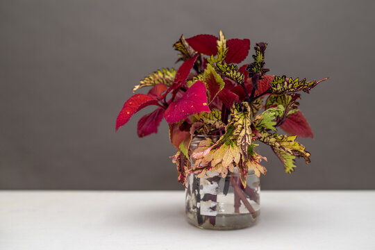 Propagating Coleus plants in water. saving plant over winter. Overwintering annual plants indoor.  Plant cuttings in water. 
