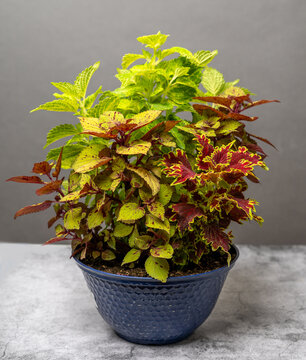 Beautiful coleus plant indoors. overwintering annual plant in pots or cuttings. coleus plant indoors during winter. propagating plants during cold weather.