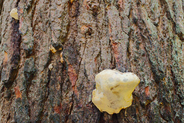 Close-Up Detail  Of Yellow Fungus On Tree Bark With Rich Textured Trunk And Natural Details....