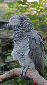 a grey Timneh Parrot feel sleepy and yawn on the branch