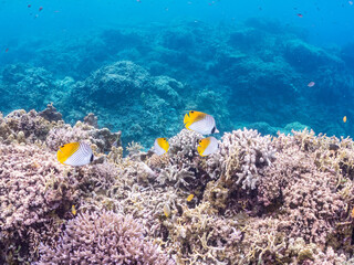トゲチョウチョウウオの群れ, Threadfin Butterflyfish, Chaetodon Auriga, チョウチョウウオ科,
美しいサンゴ礁と熱帯魚の群れ。
沖縄県島尻郡慶良間諸島座間味島安室島-2025
この日はサンゴの産卵があり、よく見ると卵が漂っている。
