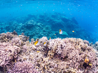 トゲチョウチョウウオの群れ, Threadfin Butterflyfish, Chaetodon Auriga, チョウチョウウオ科,
美しいサンゴ礁と熱帯魚の群れ。
沖縄県島尻郡慶良間諸島座間味島安室島-2025
この日はサンゴの産卵があり、よく見ると卵が漂っている。
