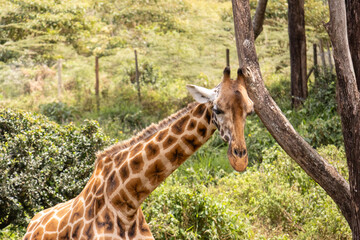 A giraffe (Giraffa camelopardalis) close-up standing near a wooden pole at the Giraffe Centre, Kenya
