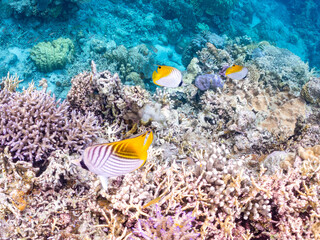 トゲチョウチョウウオの群れ, Threadfin Butterflyfish, Chaetodon Auriga, チョウチョウウオ科,
美しいサンゴ礁と熱帯魚の群れ。
沖縄県島尻郡慶良間諸島座間味島安室島-2025
この日はサンゴの産卵があり、よく見ると卵が漂っている。
