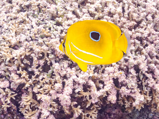 ウミヅキチョウチョウウオ, Bennett’s butterflyfish, Chaetodon bennetti, チョウチョウウオ科,
美しいサンゴ礁と熱帯魚の群れ。
沖縄県島尻郡慶良間諸島座間味島安室島-2025
この日はサンゴの産卵があり、よく見ると卵が漂っている。

