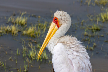 Yellow-billed Stork (Mycteria ibis) closeup portrait wading in the shallow water of Lake Nakuru National Park, Kenya