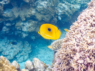 ウミヅキチョウチョウウオ, Bennett’s butterflyfish, Chaetodon bennetti, チョウチョウウオ科,
美しいサンゴ礁と熱帯魚の群れ。
沖縄県島尻郡慶良間諸島座間味島安室島-2025
この日はサンゴの産卵があり、よく見ると卵が漂っている。
