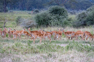 A herd of female impala (Aepyceros melampus) grazing in the savanna of Lake Nakuru National Park, Kenya