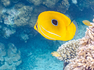 ウミヅキチョウチョウウオ, Bennett’s butterflyfish, Chaetodon bennetti, チョウチョウウオ科,
美しいサンゴ礁と熱帯魚の群れ。
沖縄県島尻郡慶良間諸島座間味島安室島-2025
この日はサンゴの産卵があり、よく見ると卵が漂っている。

